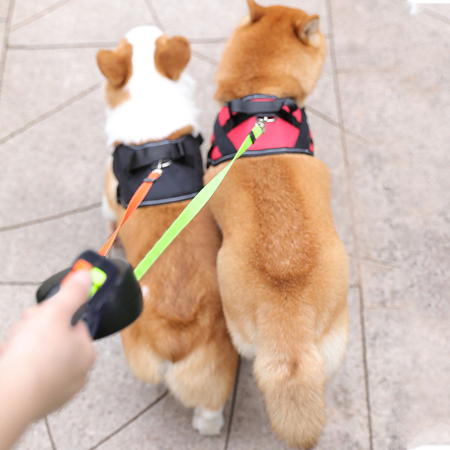 Retractable Double Leash